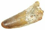 Fossil Spinosaurus Tooth - Real Dinosaur Tooth #363068-1